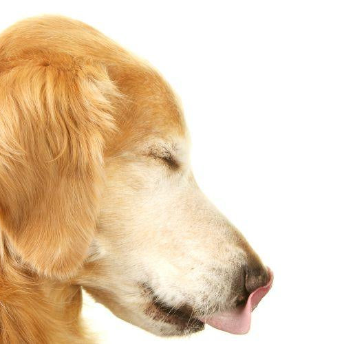 5 Simple Ways to Give Your Dog Medicines - Petsy