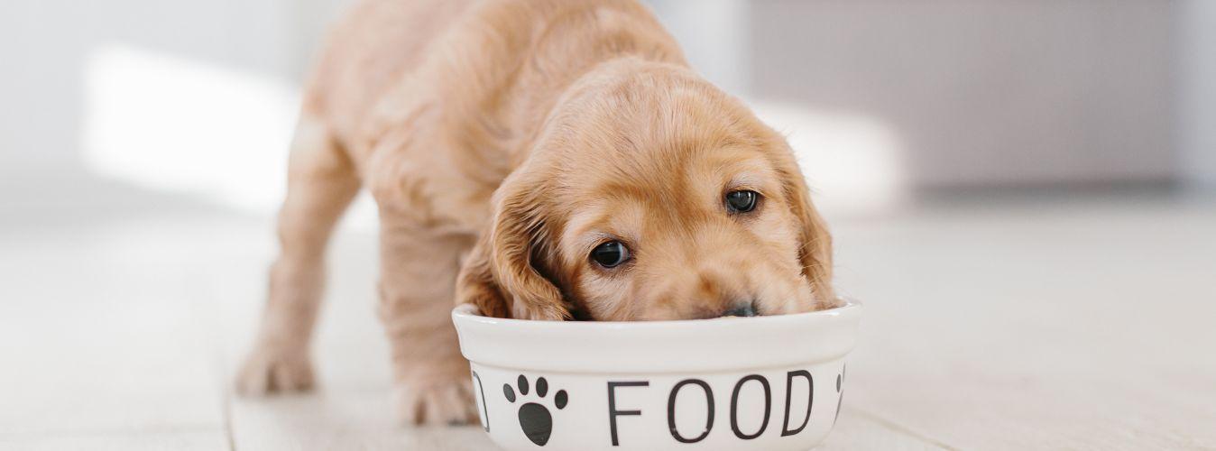 What Should I Feed My Puppy? - Petsy