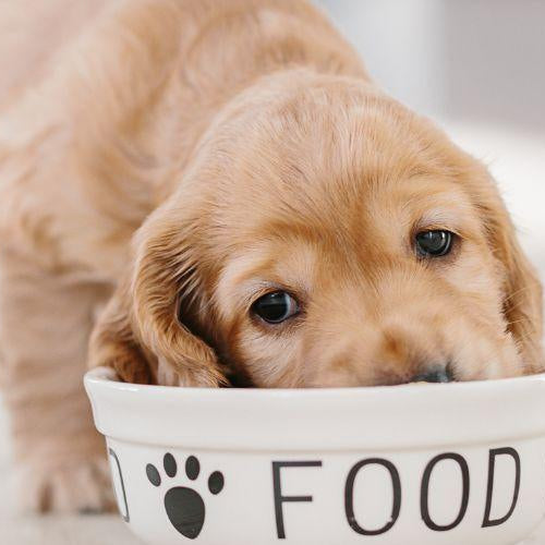 What Should I Feed My Puppy? - Petsy