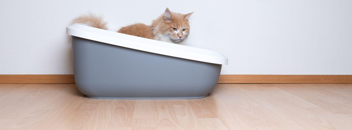 The Whats and Hows of Cat Litter - Petsy