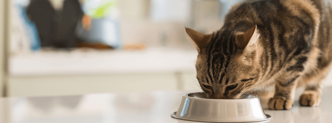 How to Care for a Cat Who Is a Picky Eater? - Petsy