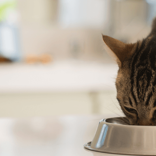 How to Care for a Cat Who Is a Picky Eater? - Petsy
