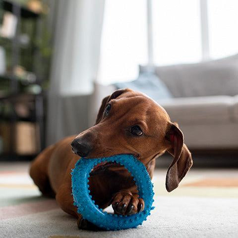 How do I choose the best dog toys for my dog? - Petsy