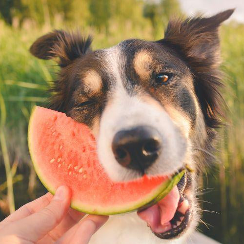 Fruits You Can Feed Your Dog - Petsy