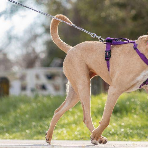 Things to Know About Exercising Your Puppy - Petsy