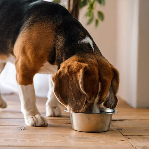 Are You Storing Pet Food the Right Way? - Petsy