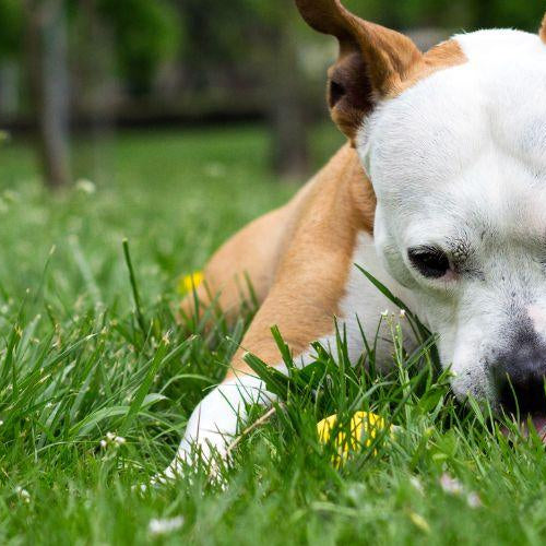 Why Does My Dog Eat Grass? - Petsy