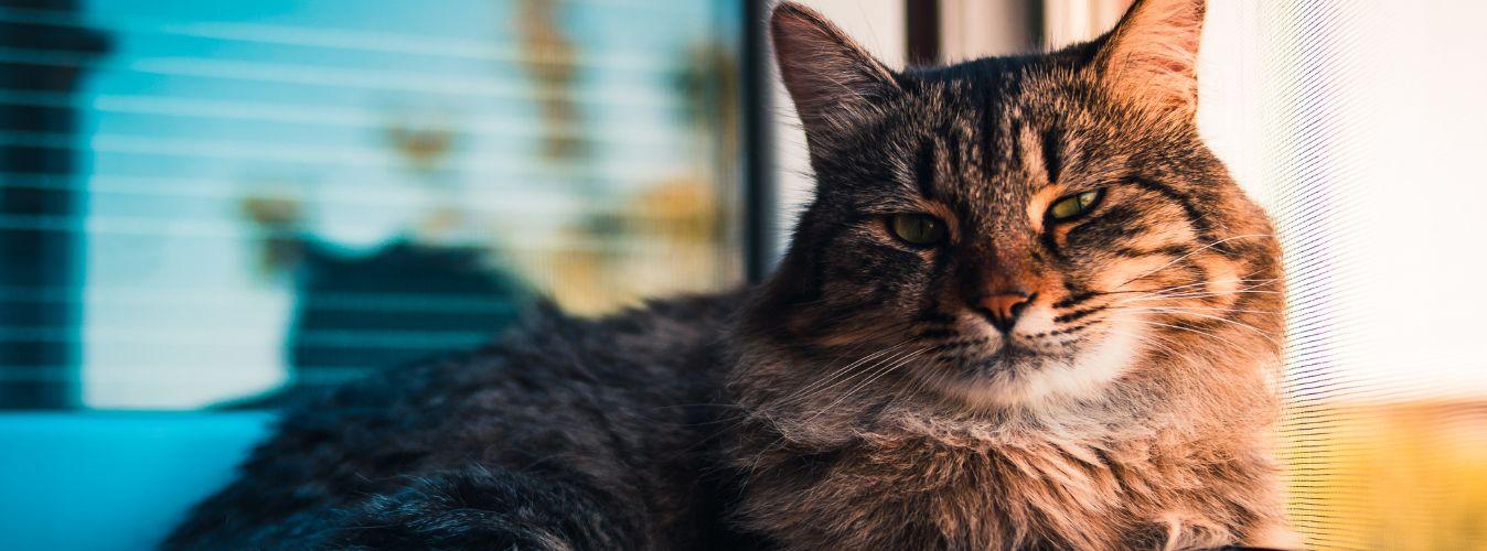 How to Help a Cat Age Well - Petsy