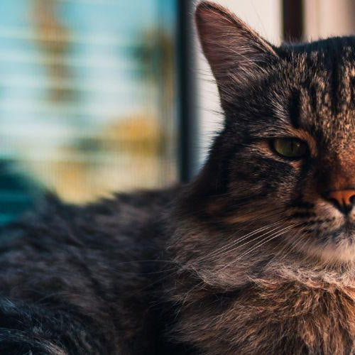 How to Help a Cat Age Well - Petsy