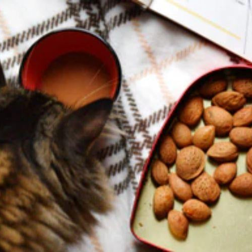 How to Pick the Right Cat Treat? - Petsy