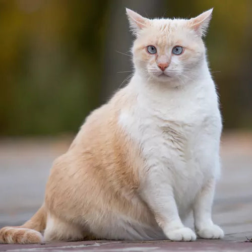 treats and obesity for cats