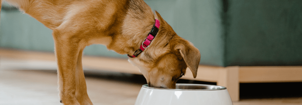 How & Why Should Dogs Eat Slowly? - Petsy