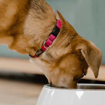 How & Why Should Dogs Eat Slowly? - Petsy