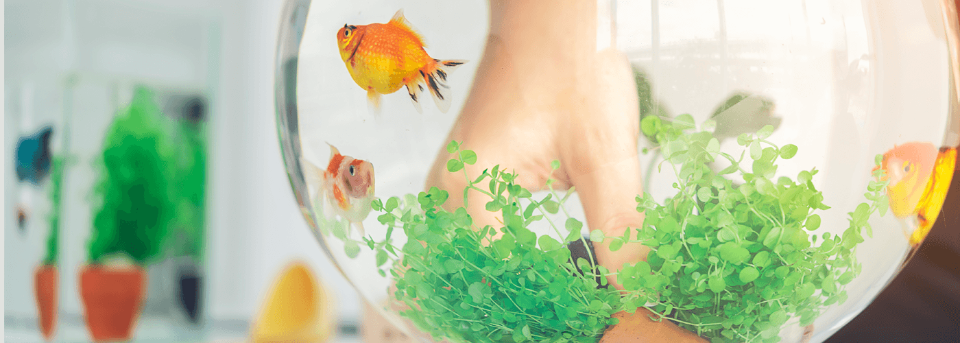 What should you feed your pet fish? - Petsy