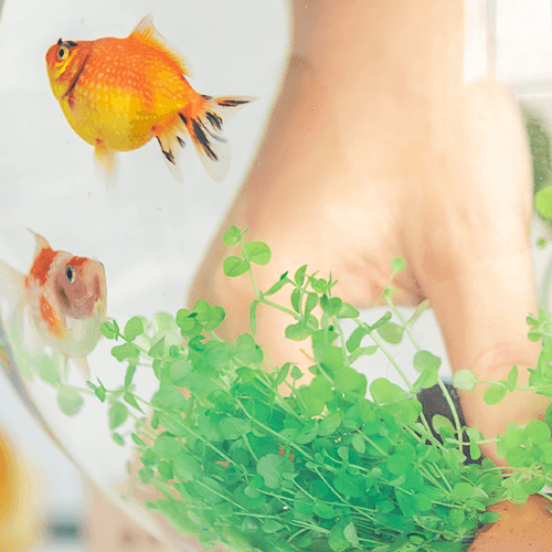 What should you feed your pet fish? - Petsy