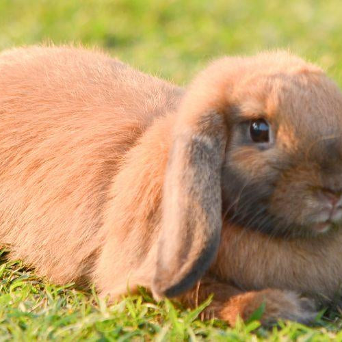 Pet Rabbit Care Guide - Petsy