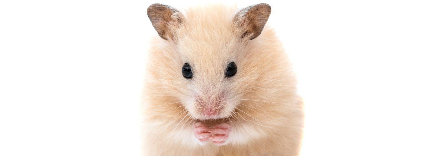 Caring for a pet Hamster - Petsy