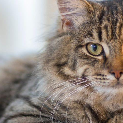 How Does Catnip Work Its Magic on Cats? - Petsy
