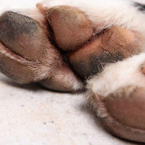 Soothing and Treating Cracked Paw Pads - Petsy