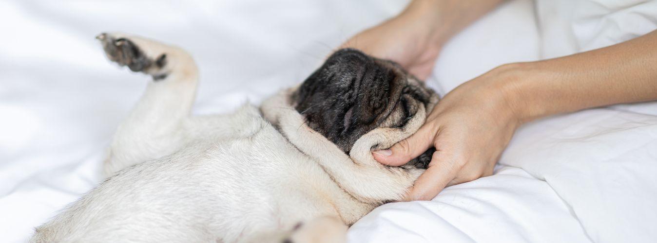 4 Reasons to Start Massaging Your Dog - Petsy