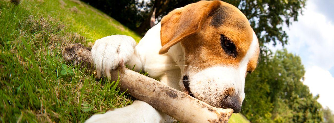Why Does My Dog Hide His Bones? - Petsy