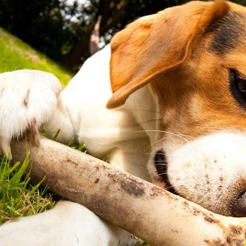 Why Does My Dog Hide His Bones? - Petsy