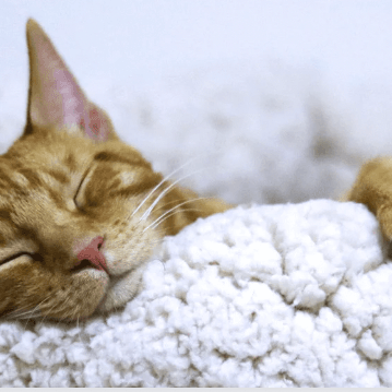 Why Is My Cat Sleeping So Much? - Petsy