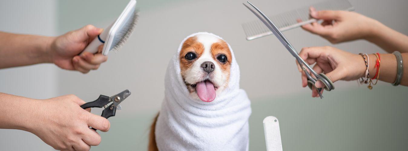 Dog Grooming Essentials - Petsy