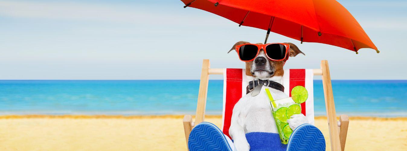 Dog Must-Haves for the Summer - Petsy