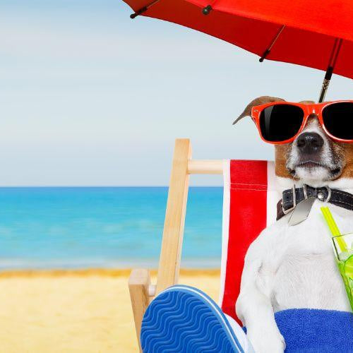 Dog Must-Haves for the Summer - Petsy