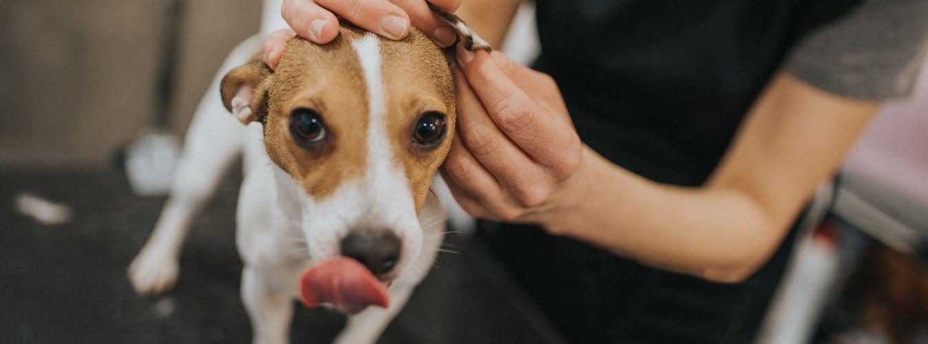 How Do I Clean My Dog’s Ears? - Petsy