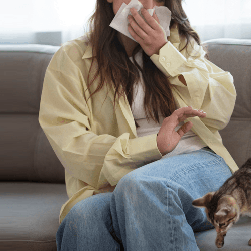 Pet Allergies - what is it and how to manage it? - Petsy