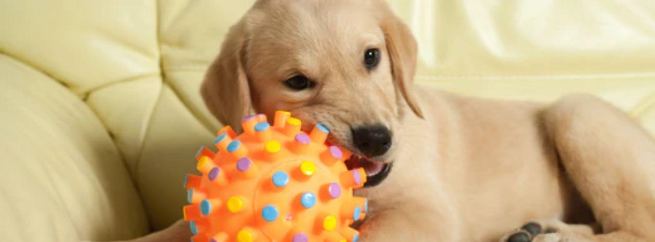 Different Types of Dog Toys - Petsy