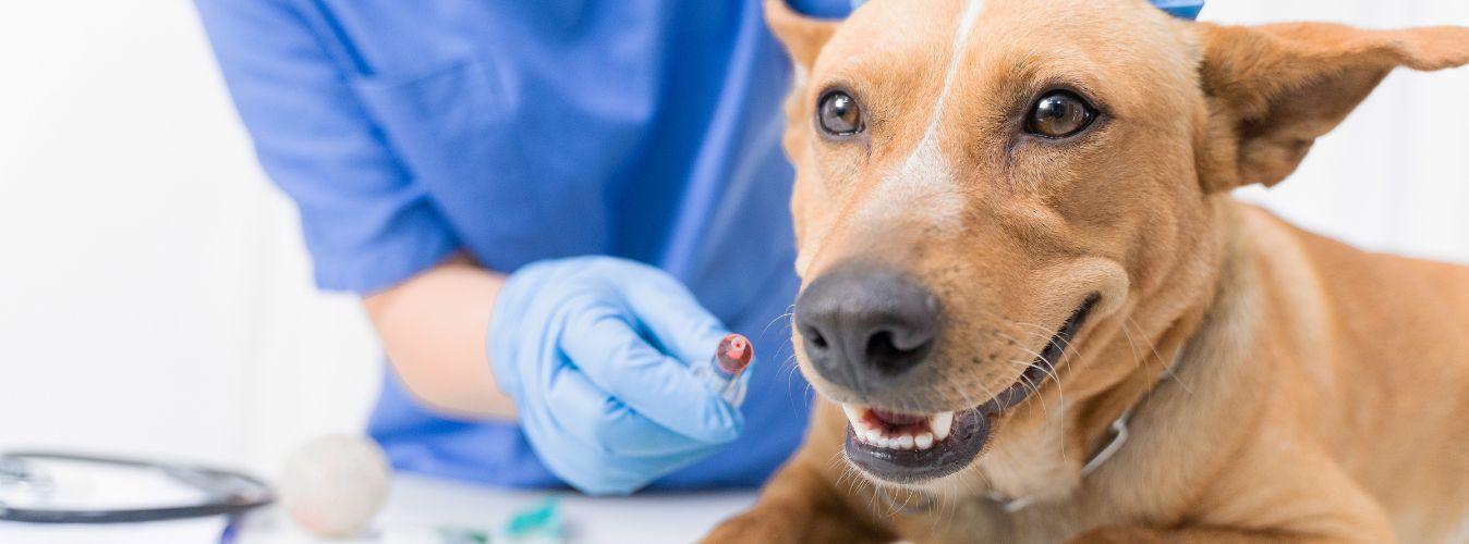 What to Take Along for Your First Vet Visit? - Petsy