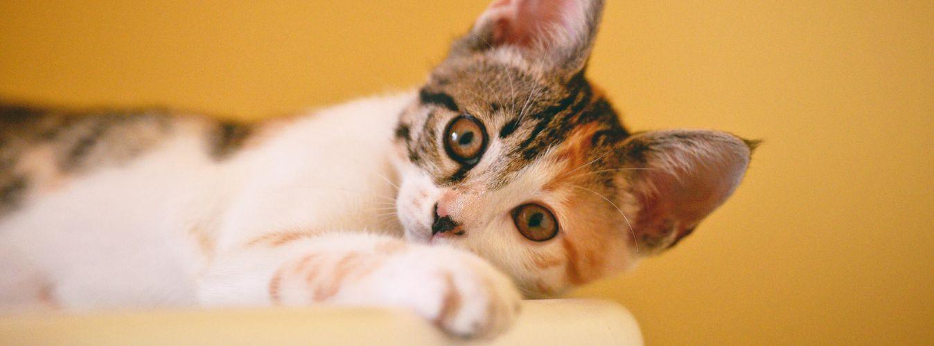 How Do Cats Show Affection to Humans? - Petsy