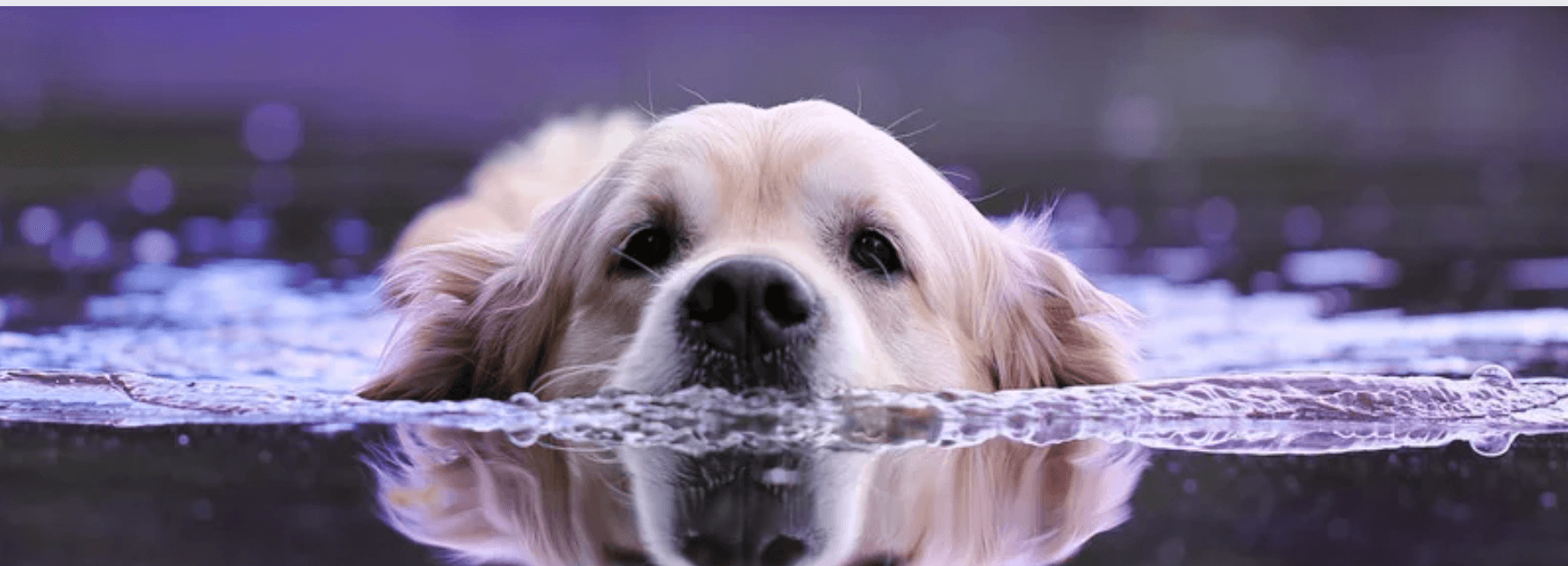 Top 5 Tips To Prevent Dehydration In Pets - Petsy