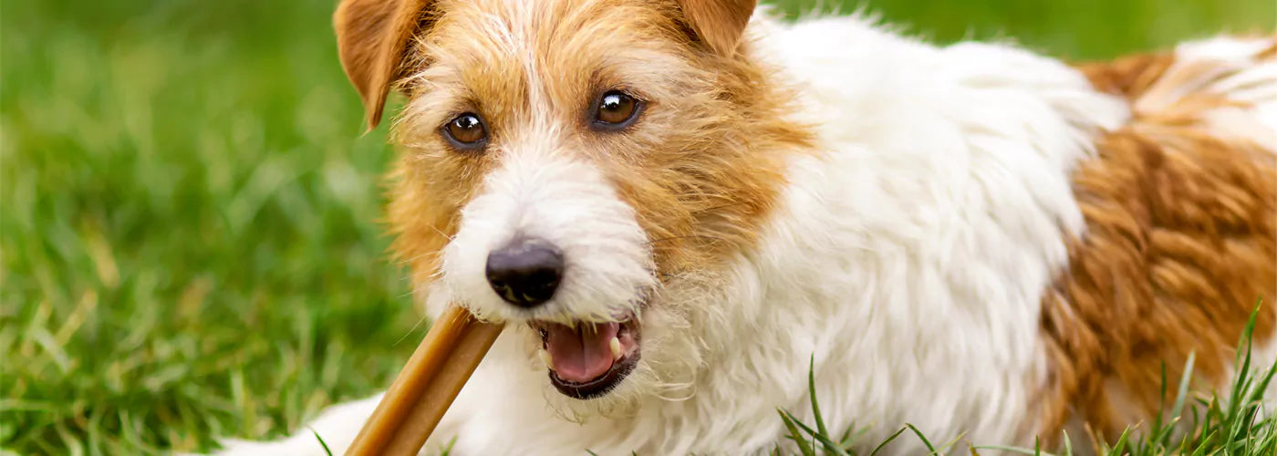 Dog Dental Chew Benefits