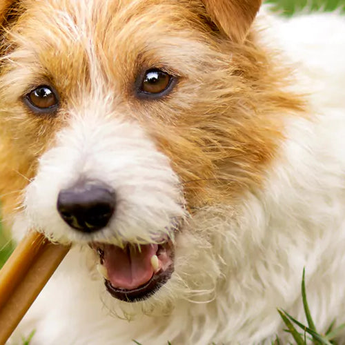 Dog Dental Chew Benefits