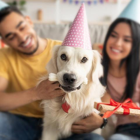 How to throw a birthday party for your pet? - Petsy