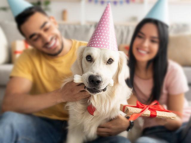 How to throw a birthday party for your pet? - Petsy