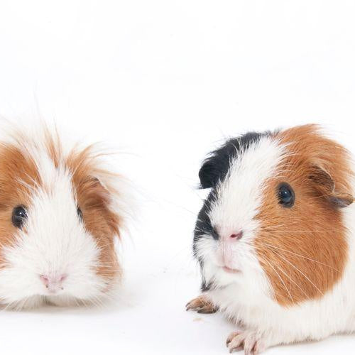 Why Guinea Pigs Make the Best Pets - Petsy