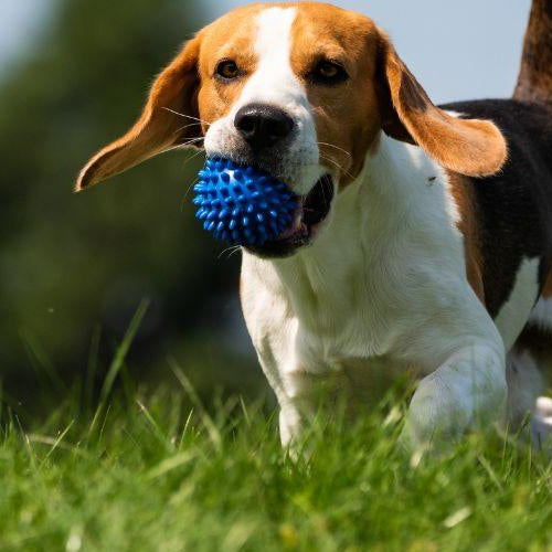 How Much Exercise Does My Dog Need? - Petsy