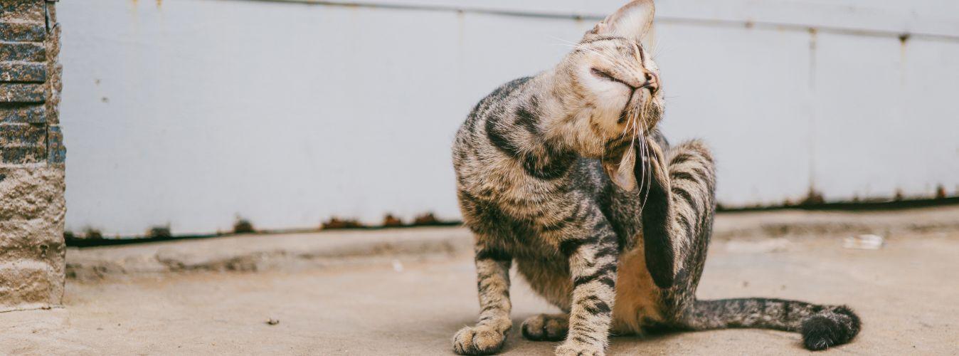 How to Take Care of Fleas on Cats? - Petsy