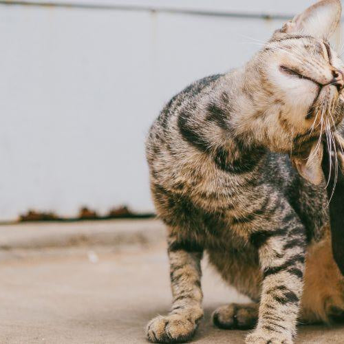 How to Take Care of Fleas on Cats? - Petsy