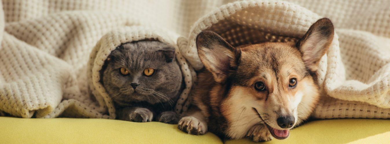 Fun Facts about Cats and Dogs - Petsy