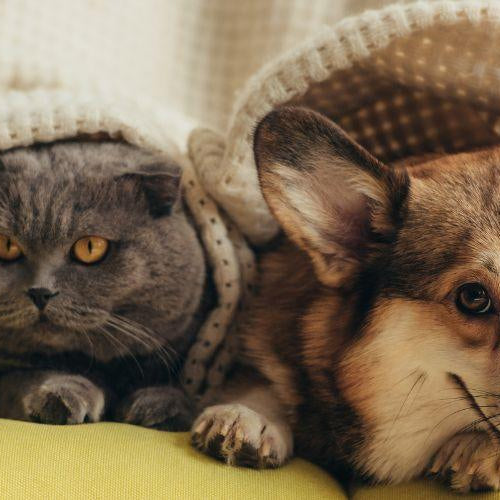 Fun Facts about Cats and Dogs - Petsy