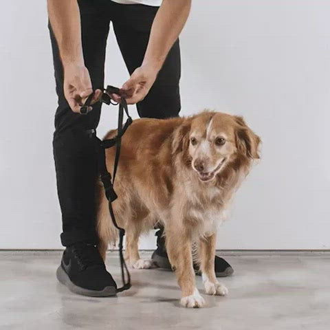 ZeeDog H-Harness for Dogs - Bliss