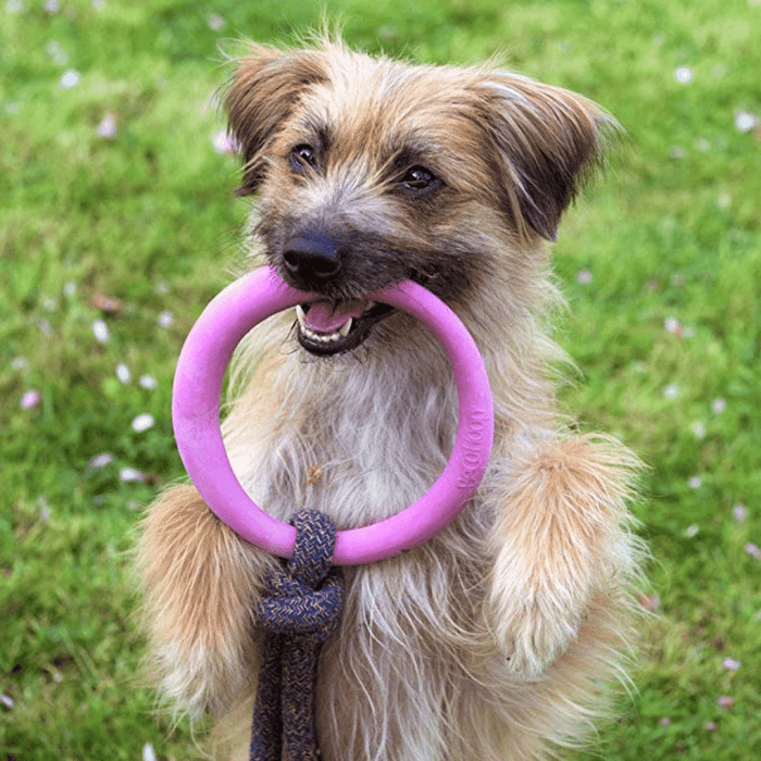 Becopets Dog Toys - Natural Rubber Hoop on Rope