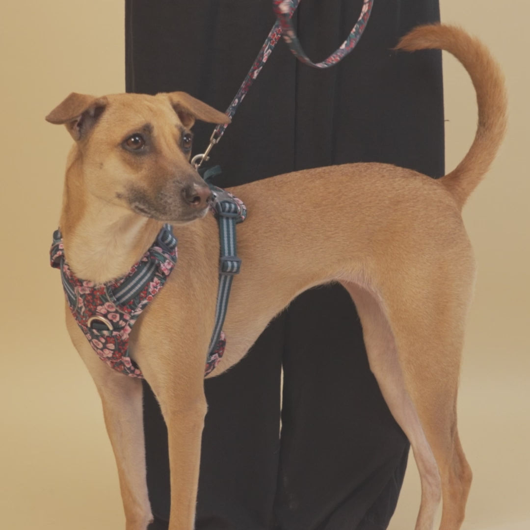 Barkbutler x True Love No-Pull Floral Harnesses for Dogs - Navy Blazer