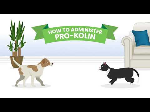 Protexin Pro-Kolin Paste for Gut Health in Dogs and Cats (15 ml)